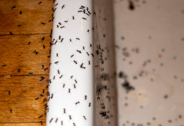 Best Termite Control Services  in Clermont, FL
