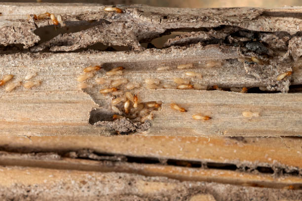 Best Pest Control Near Me in Clermont, FL