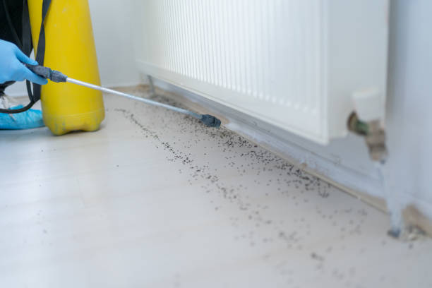Best Mosquito Control Services  in Clermont, FL